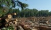 В лесхозах на Сумщине нарушают безопасность труда
