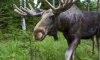 На Шосткинщине браконьеры убили лося