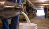 В Україні фіксують збільшення виробництва молока