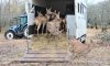 В Шосткинську громаду завезли сімейство оленів 