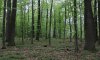 Мешканець Сумщини напиляв дерев на 850 тисяч збитків