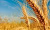 ТОП-10 найбільших виробників пшениці у 2022 році