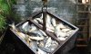 Сумской рыбхоз нарушает требования охраны труда и подвергает своих работников опасности