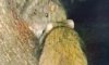 Сумські комунальники показали щурів, які живуть у каналізації (відео)
