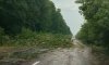 Под Сумами непогода повалила деревья на дорогу (видео)