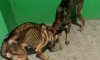 Сумчанка морила голодом полтора десятка собак: нужна помощь