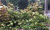 В Сумах упало дерево напротив Троицкого собора (видео)