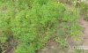 Сумчанин вирощував на дачі коноплю (відео)