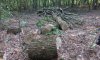 На Сумщині зафіксували незаконну рубку дерев у заповідній зоні