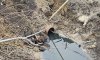 У Тростянці виявлено забруднення каналізаційними стоками