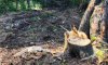 На Сумщине будут судить мастера агролесхоза за вырубку деревьев на 2 млн грн