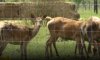На Сумщине создали уникальное ранчо, где разводят оленей и ланей (видео)