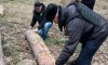 На Сумщині виявлено незаконний поруб дерев на території природно-заповідного об’єкту