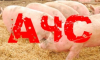 На Конотопщині зафіксовано захворювання свиней на африканську чуму