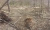 На Шосткинщині виявлено незаконний поруб лісу