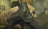 В Псле под Сумами нашли кость доисторического животного (видео)