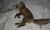 На Сумщине браконьер убил лисицу