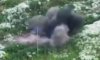 На Сумському напрямку прикордонники з «DESTRUCTION TEAM» знищили ворожі антени зв'язку та засоби РЕБ