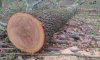 На Сумщине сообщено о подозрении мужчине в незаконном порубе деревьев на 200 тыс. грн