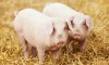 В Україні нарощують поголів’я свиней