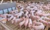В Україні відновлюється поголів'я свиней: за рік приріст 3,4%