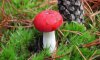 Житель Сумщини отруївся грибами, які збирав власноруч