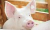 З початку року Україна зменшила обсяги закупівлі живих свиней за кордоном