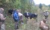 На границе поймали украинца с 5 коровами