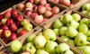 Україна експортувала рекордний об’єм яблук