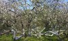 Яблуня-колонія з Кролевця в переможцях конкурсу "Європейське дерево року"