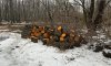 Мешканець Конотопщини напиляв дерев у заповіднику: триває слідство