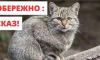 У Тростянці у хатнього кота виявлено сказ