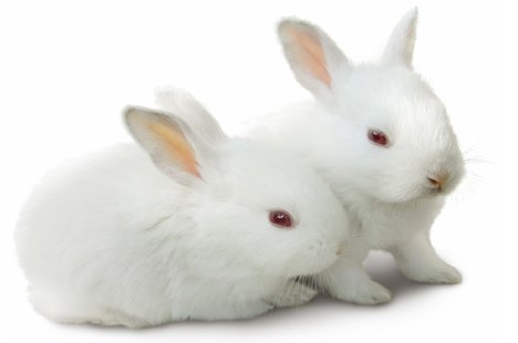 Взаимоотношения кроликов в природе