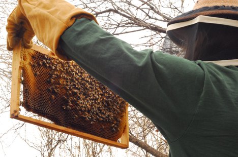 Как растопить засахарившийся мед: способы