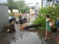 Дерево упало как раз на тротуар, лишь случайно никого не задев.