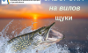 З 15 лютого на Сумщині встановленa заборона на вилов щуки звичайної З 15 лютого на Сумщині встановленa заборона на вилов щуки звичайної
