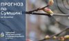 Дощі та заморозки: прогноз погоди на Сумщині на вихідні