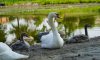 В Охтирці на Зеленому озері загинули двоє лебедят внаслідок втручання людей