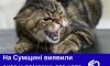 На Сумщині виявили сказ у домашньої кішки На Сумщині виявили сказ у домашньої кішки