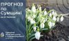 На Сумщині очікується потепління до +13 градусів