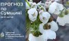 На Сумщині прогнозують заморозки вночі та опади вдень
