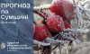 На Сумщині прогнозують морози до 23 градусів На Сумщині прогнозують морози до 23 градусів