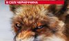 На Охтирщині скажена лисиця забігла на подвір’я в селі На Охтирщині скажена лисиця забігла на подвір’я в селі