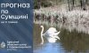 На Сумщині прогнозують дощовий початок тижня
