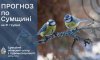 Що прогнозують сумські синоптики на Новий рік?