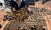 На Рівненщині викрито незаконний бізнес на «сонячному» камінні: вилучено понад 80 кг бурштину