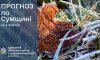 На Сумщині очікується похолодання та заморозки на поверхні ґрунту