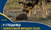 У Стецьківці зафіксували випадок сказу у домашнього собаки