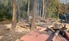Через війну потенційно заміновано понад чверть лісів Сумщини