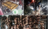На Роменщині два браконьєри завдали збитків на понад 676 тисяч гривень